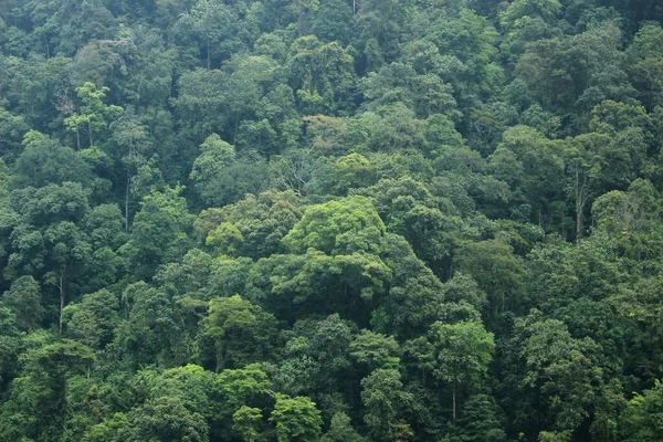 Área Floresta Tropical Bonita Dramática Para Fotos Paisagens Naturais Memoráveis — Fotografia de Stock