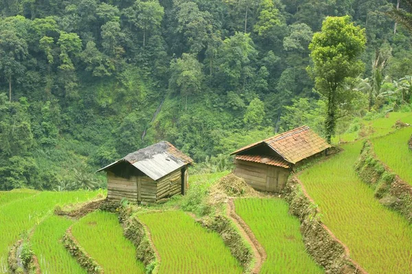 The natural scenery of rice terraces and house in the countryside is beautiful and peaceful.