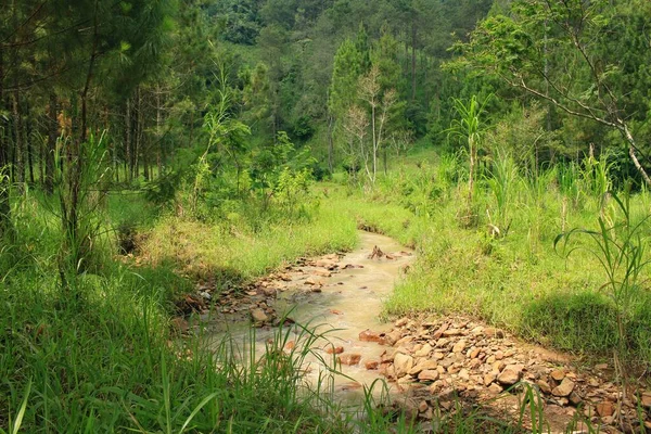 Belo Rio Claro Fluxo Cachoeira Floresta Tropical Muito Romântico Frescura — Fotografia de Stock