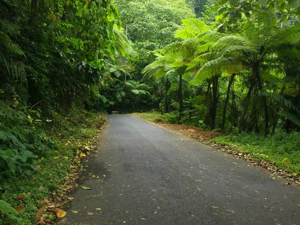 Photo Road Passes Beautiful Cool Natural Landscape Tropical Forest — Stock Photo, Image