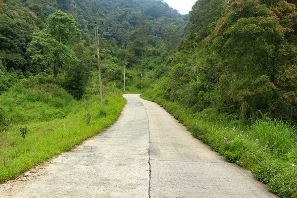 熱帯雨林の美しく涼しい自然景観を抜ける道の写真 — ストック写真