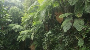 dramatik yeşil eğreltiotu yaprakları ormanın karanlığında