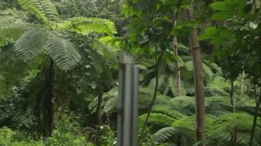 dramatik yeşil eğreltiotu yaprakları ormanın karanlığında