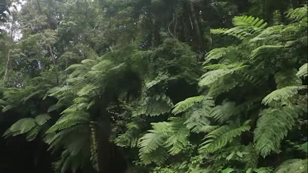 Dramatische Groene Varen Bladeren Duisternis Van Het Bos — Stockvideo