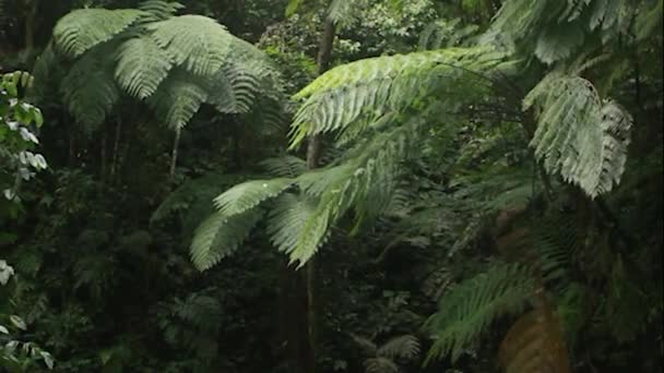 Δραματικά Πράσινα Φύλλα Φτέρης Στο Σκοτάδι Του Δάσους — Αρχείο Βίντεο