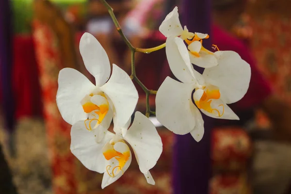 Красива Романтична Місячна Орхідея Біла Квітка Прекрасному Лісі Квітка Робить — стокове фото