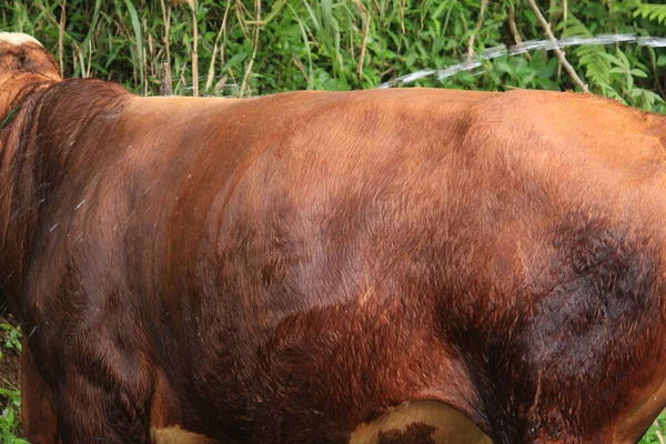 Vacas Fazendas São Banhadas Água Limpa Para Higiene Pele — Fotografia de Stock