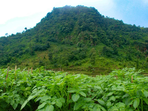 Beauty Farm Fields Countryside Morning Mist Backdrop Forest Mountains Enchanting — Φωτογραφία Αρχείου