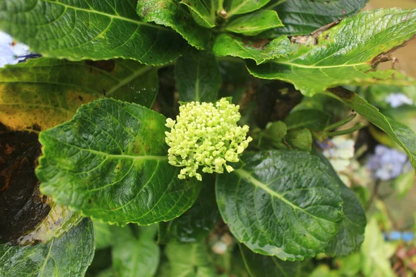 Hermosas Románticas Flores Hortensias Montaña Coloridas Exóticas —  Fotos de Stock