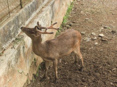 Sevimli geyik mutlu bir şekilde rahatlıyor. Bu geyik bir geyik..