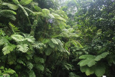 dramatik yeşil eğreltiotu yaprakları ormanın karanlığında