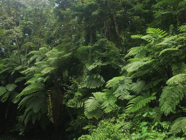 Dramático Samambaia Verde Deixa Escuridão Floresta — Fotografia de Stock