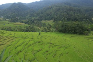 Kırsaldaki pirinç teraslarının doğal manzarası güzel ve huzurlu..