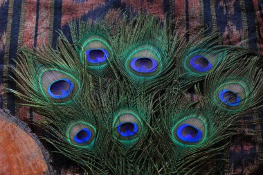 moda ve dekorasyon için tavus kuşu tüyü detayı ve dokusu