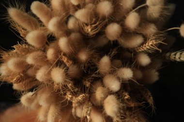 Düğünler, nişanlılar, törenler için kurutulmuş çiçek buketi.