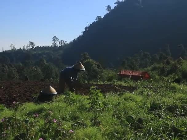 Agricultores Rurais Que Trabalham Felizes Nos Campos Com Belas Paisagens — Vídeo de Stock