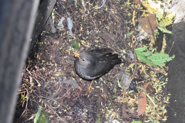 Dağdaki sığırcıklar yiyecek arıyor, bu kuşlar vahşi doğada yaşıyor.