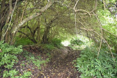 Batı Nusa Tenggara, Endonezya 'daki Tambora Dağı' na tırmanmanın doğal güzelliği. Bu dağ en büyük kratere sahip olmasıyla ünlüdür..