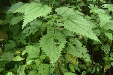 Batı Nusa Tenggara, Endonezya 'daki Tambora Dağı' na tırmanmanın doğal güzelliği. Bu dağ en büyük kratere sahip olmasıyla ünlüdür..