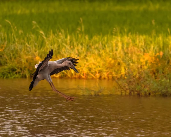 Gigantyczny Ptak Bocian Lądzie Słonej Wodzie Szukający Zdobyczy Akwenach Wodnych — Zdjęcie stockowe
