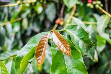 Ağaçtaki Kahve / Arap Çiğ Kahve Fasulyesi Tarlada, Kerala, Hindistan.