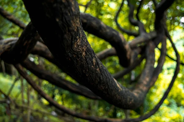 Alte Dschungel Verdrehte Baumrebe Westlichen Ghats Maharashtra Indien — Stockfoto