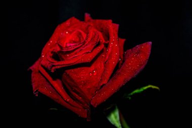 Kırmızı gül, siyah arka plan duvar kağıdına yakın plan. Sevgililer Günü Kavramı Yumuşak Odaklandı.