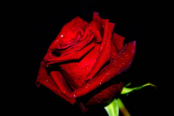 Rose Rouge Gros Plan Sur Fond Noir Papier Peint Valentine — Photo