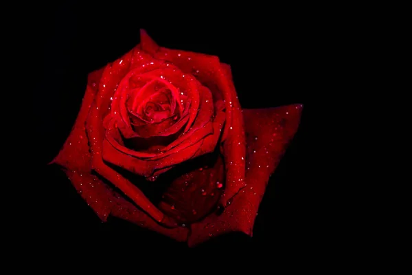 Rode Roos Close Zwarte Achtergrond Behang Valentijnsdag Concept Zacht Gericht — Stockfoto