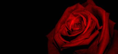 Kırmızı gül, siyah arka plan duvar kağıdına yakın plan. Sevgililer Günü Kavramı Yumuşak Odaklandı.