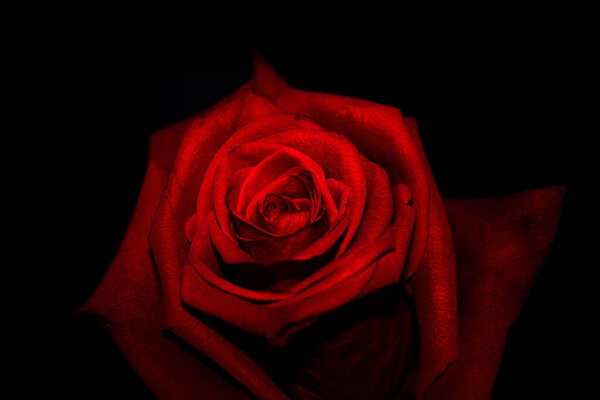 Red rose closeup on black background wallpaper. Valentine's Day Concept Soft focussed.