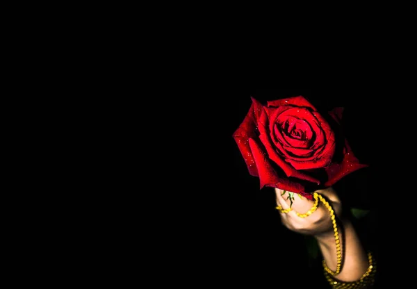 Main Femme Avec Des Bracelets Tenant Rose Rouge Concept Saint — Photo