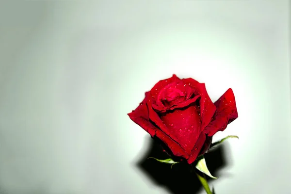 Rose Rouge Gros Plan Sur Fond Blanc Papier Peint Valentine — Photo