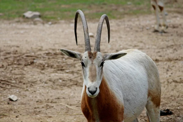 Рогатый Орикс Oryx Dammah — стоковое фото