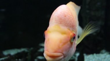 Orta Amerika tatlı su balığı Midas Ciclid 'in (Amphilophus citrinellus) yakın plan görüntüsü