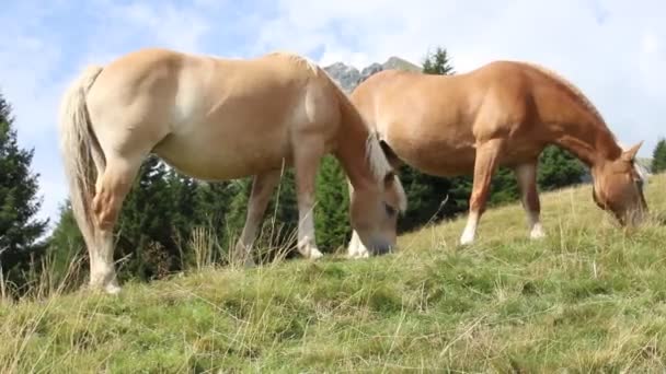 哈夫林格的马在阿尔卑斯山里自由自在地吃草 — 图库视频影像