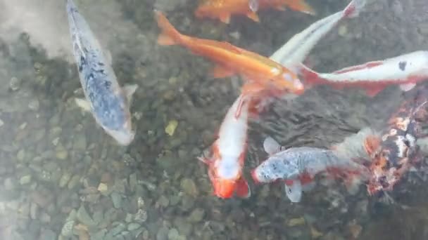 Carps Koi Swim Waters Lake — Stock Video