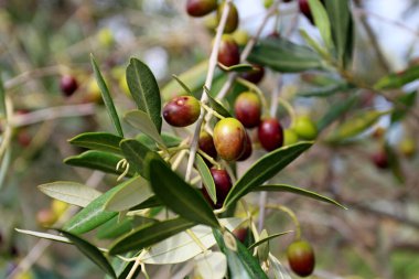 Yakın mesafede, mevsimlik hasattan önce bir zeytin dalı.