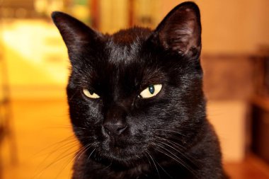 Yakın plan siyah kedi.