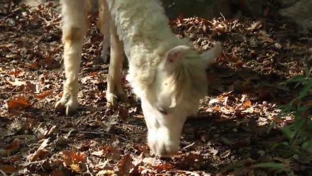 Primer Plano Una Alpaca Comiendo Las Hojas — Vídeos de Stock