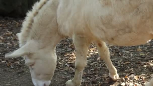 White Donkey Sniffs Ground — Stock Video