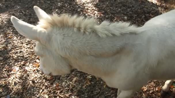 一只漂亮的白驴 — 图库视频影像
