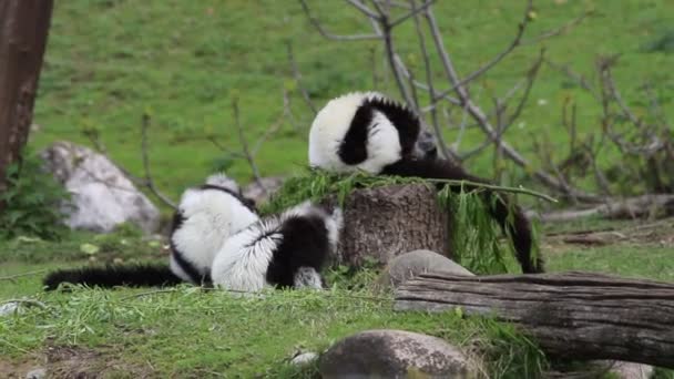 Drie Gevulde Maki Uit Madagaskar Varecia Variegata — Stockvideo