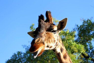 Dilini ağzından sarkan bir zürafaya yaklaş.