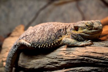 Sakallı başlı ejderha (Pogona vittiseps) bir dal üzerinde dinleniyor