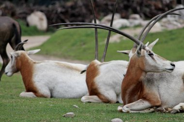 Bir Scimitar-Boynuzlu Oryx (Oryx dammah) grubu