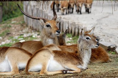 Bir grup içinde oturan Kafue lechwe (Kobus leche kafuensis)
