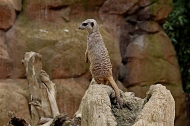 Meerkat veya Suricate (Suricata suricatta) alarmda
