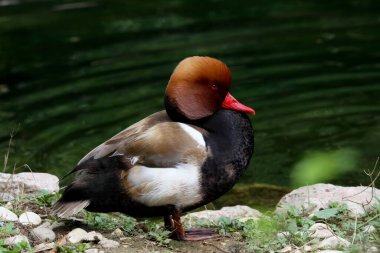 Pochard (Aythya ferina) tipik bir dalgıç ördektir.