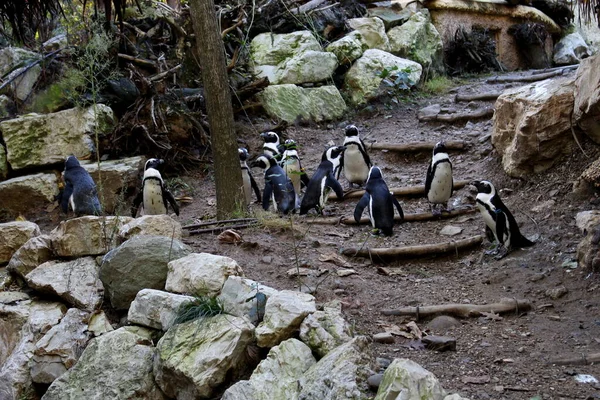 Vahşi yaşam parkında bir grup penguen.